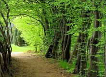 دو گنجینه طبیعی ایران به شدت در تهدید