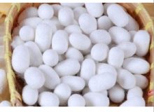  افزایش ۵۷ درصدی قیمت خرید توافقی پیله‌تر ابریشم در سال ۱۴۰۴