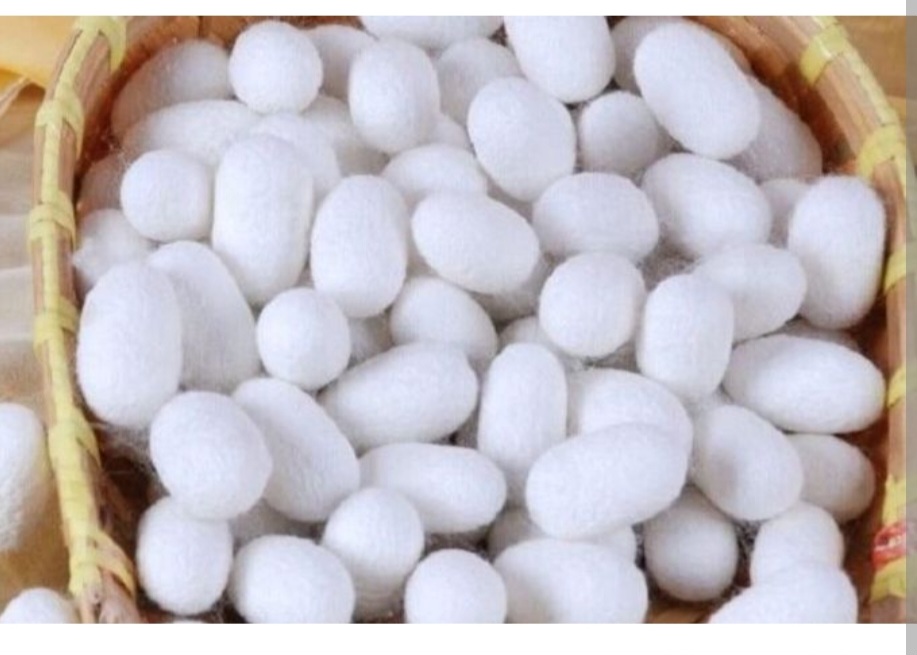  افزایش ۵۷ درصدی قیمت خرید توافقی پیله‌تر ابریشم در سال ۱۴۰۴