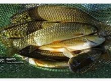 تولید ۶۵ هزار تن ماهیان گرم آبی در گیلان/افزایش تولید با اجرای طرح متراکم