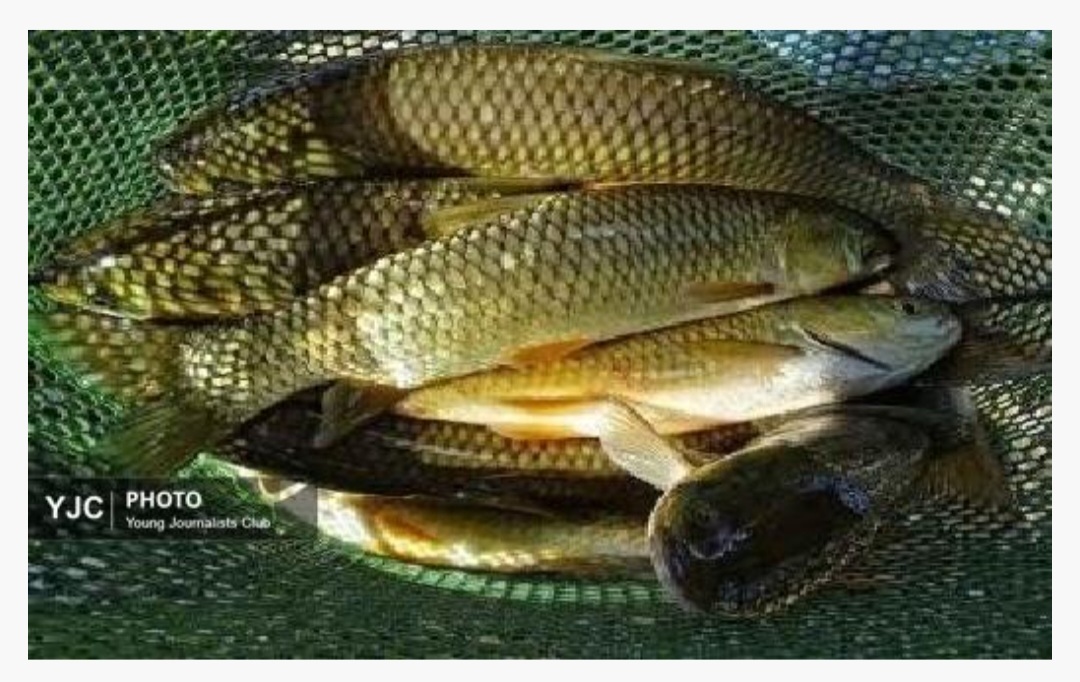 تولید ۶۵ هزار تن ماهیان گرم آبی در گیلان/افزایش تولید با اجرای طرح متراکم