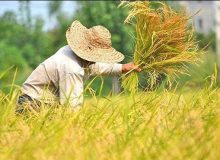 ۵۰ درصد شالیزار‌های گیلان آماده برداشت هستند