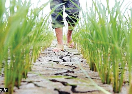 زنگ خطر کم‌آبی در شفت ؛ فرماندار خواستار اقدام فوری شد